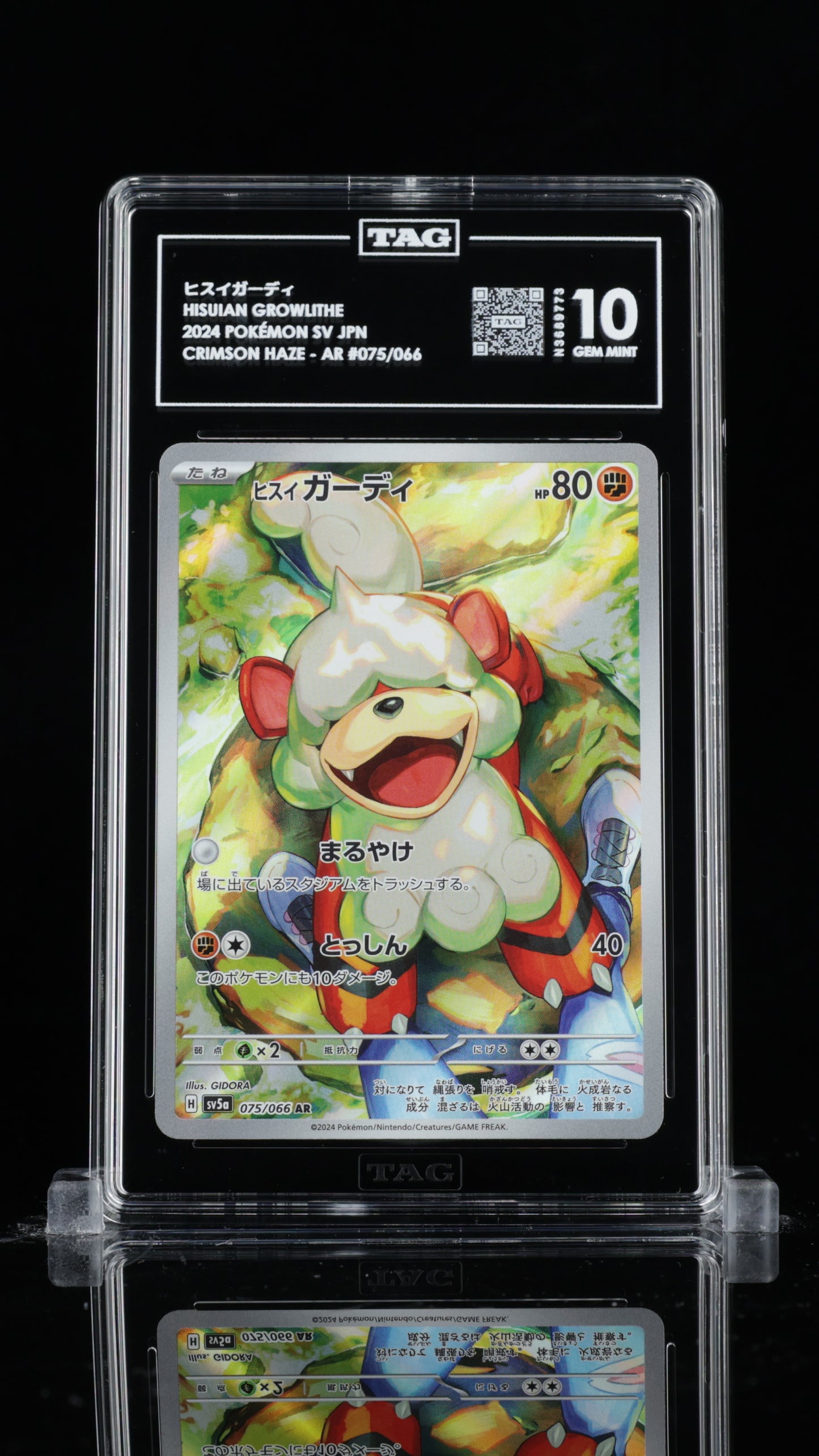 TAG 10 Hisuian Growlithe #075/066 2024 Crimson Haze PSA 10